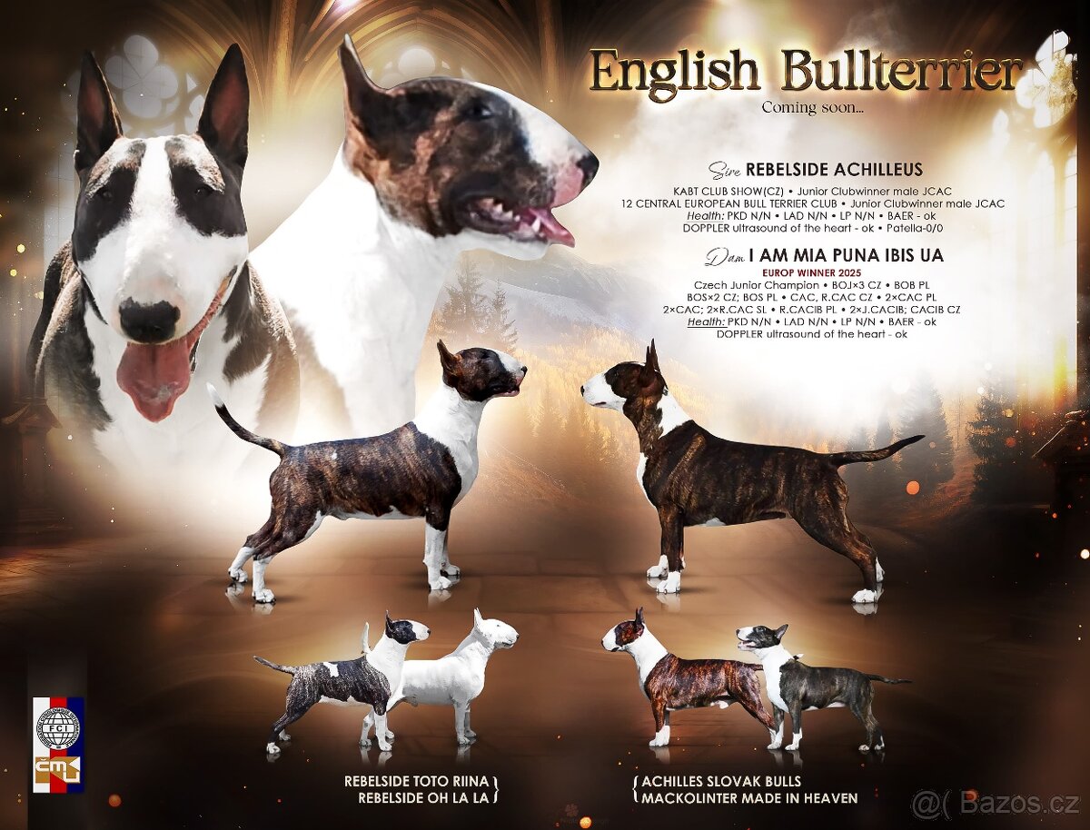 Anglický Bulteriér