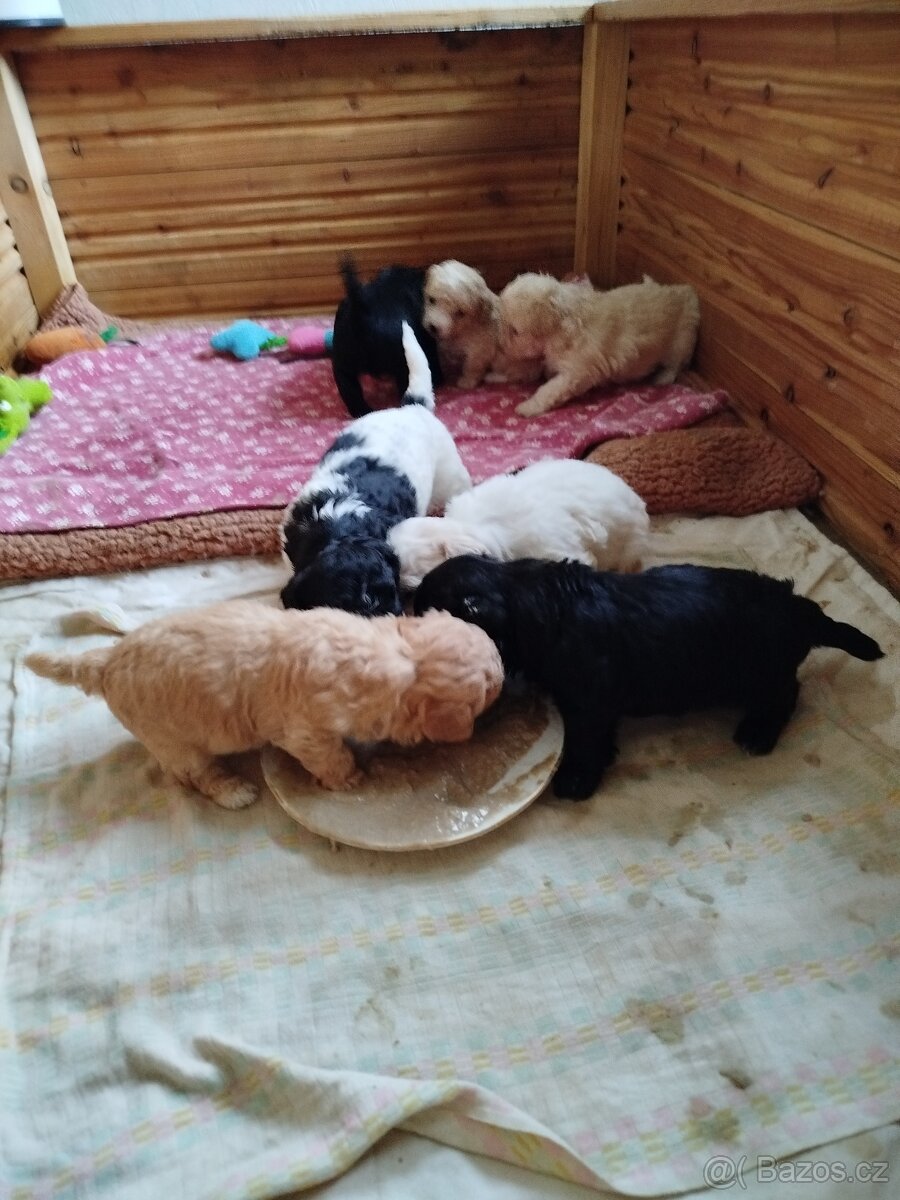 Ruská barevná bolonka stěně s PP