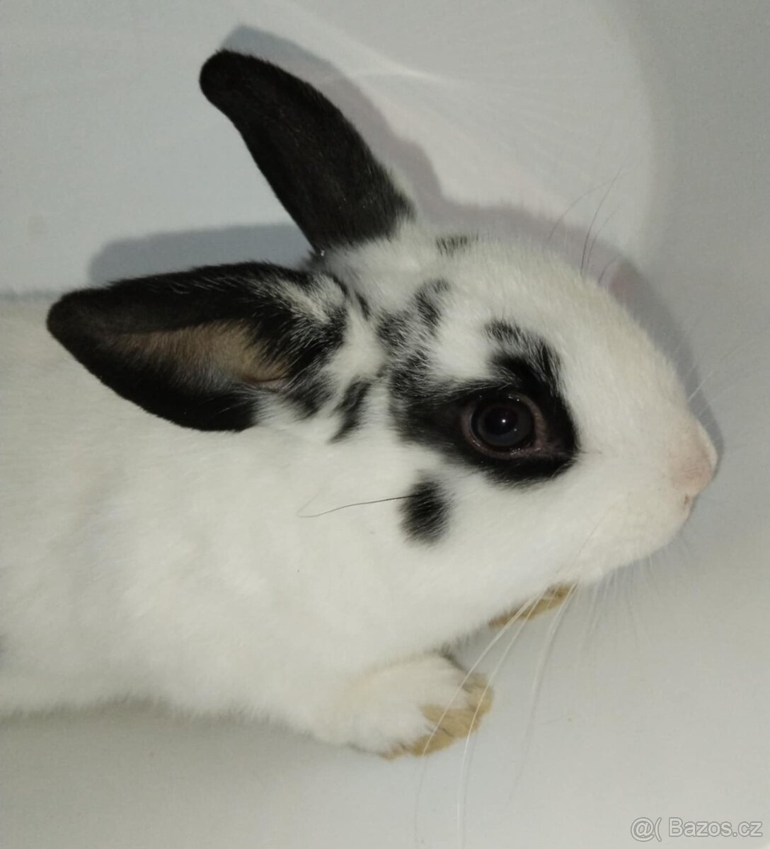 Zakrslý králíček bez PP sameček Apollo