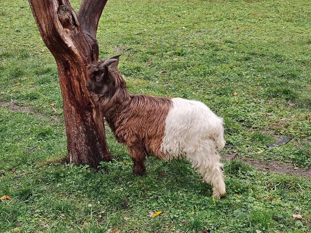 Waliserský kozel s měděným krkem