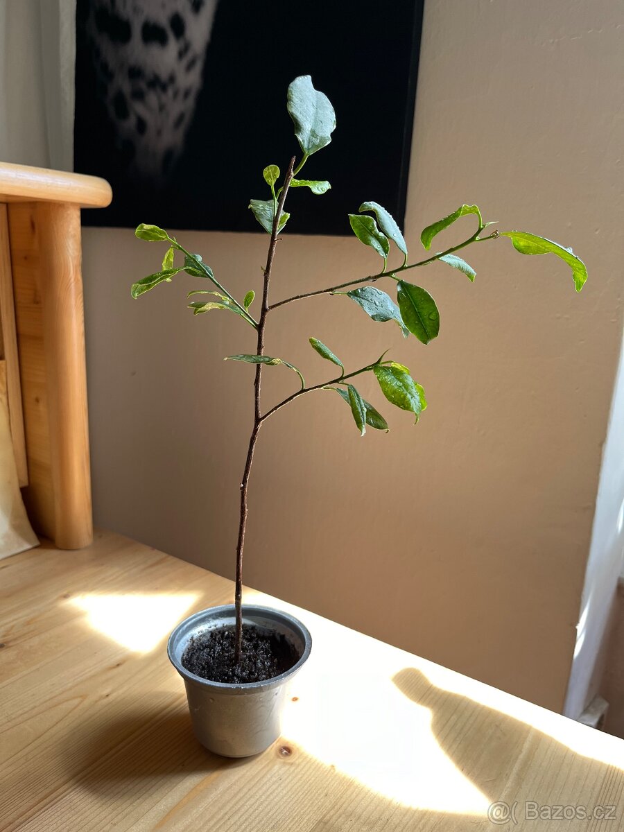 Ficus Benjamin