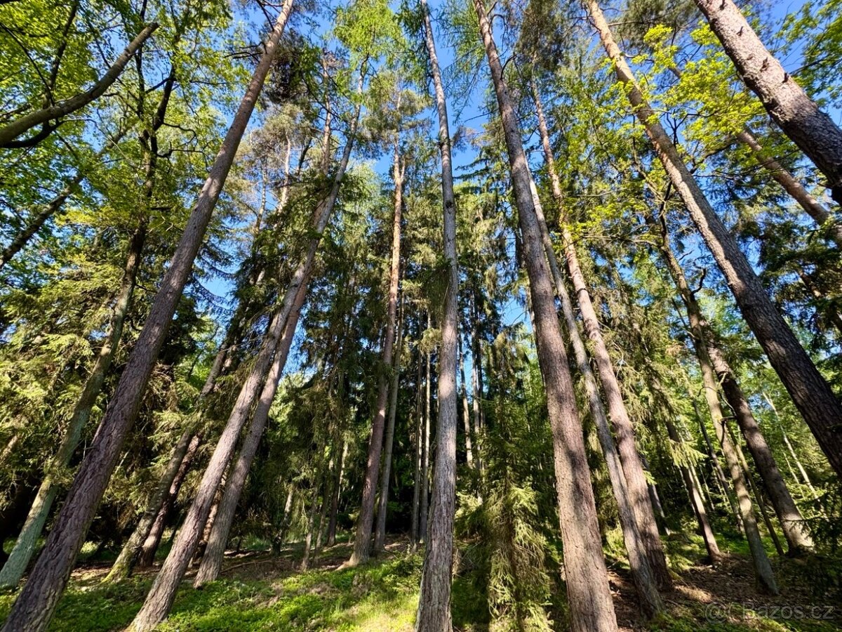Lesní pozemek k.ú. Domašín 12.876m2