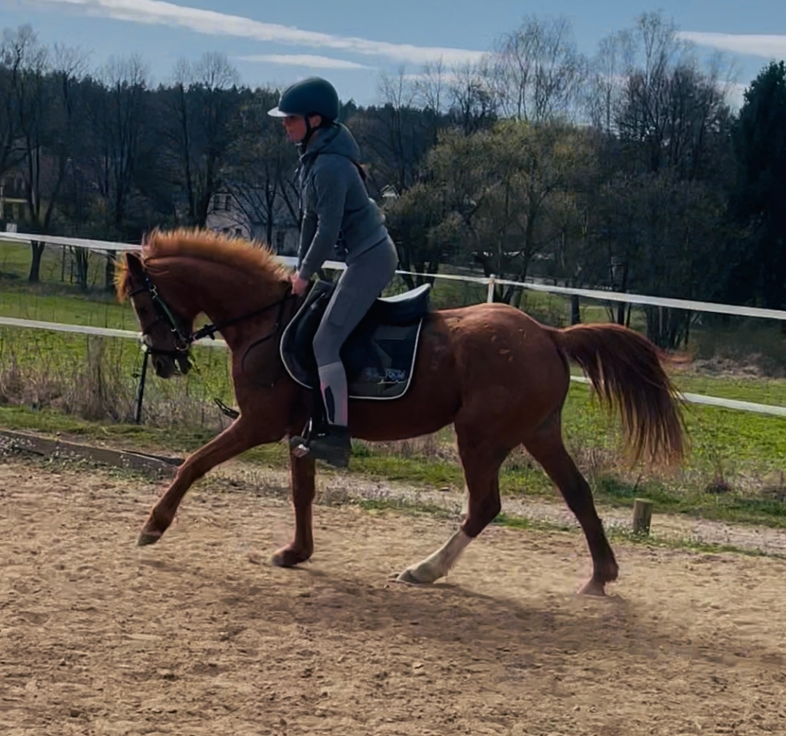 Pony B