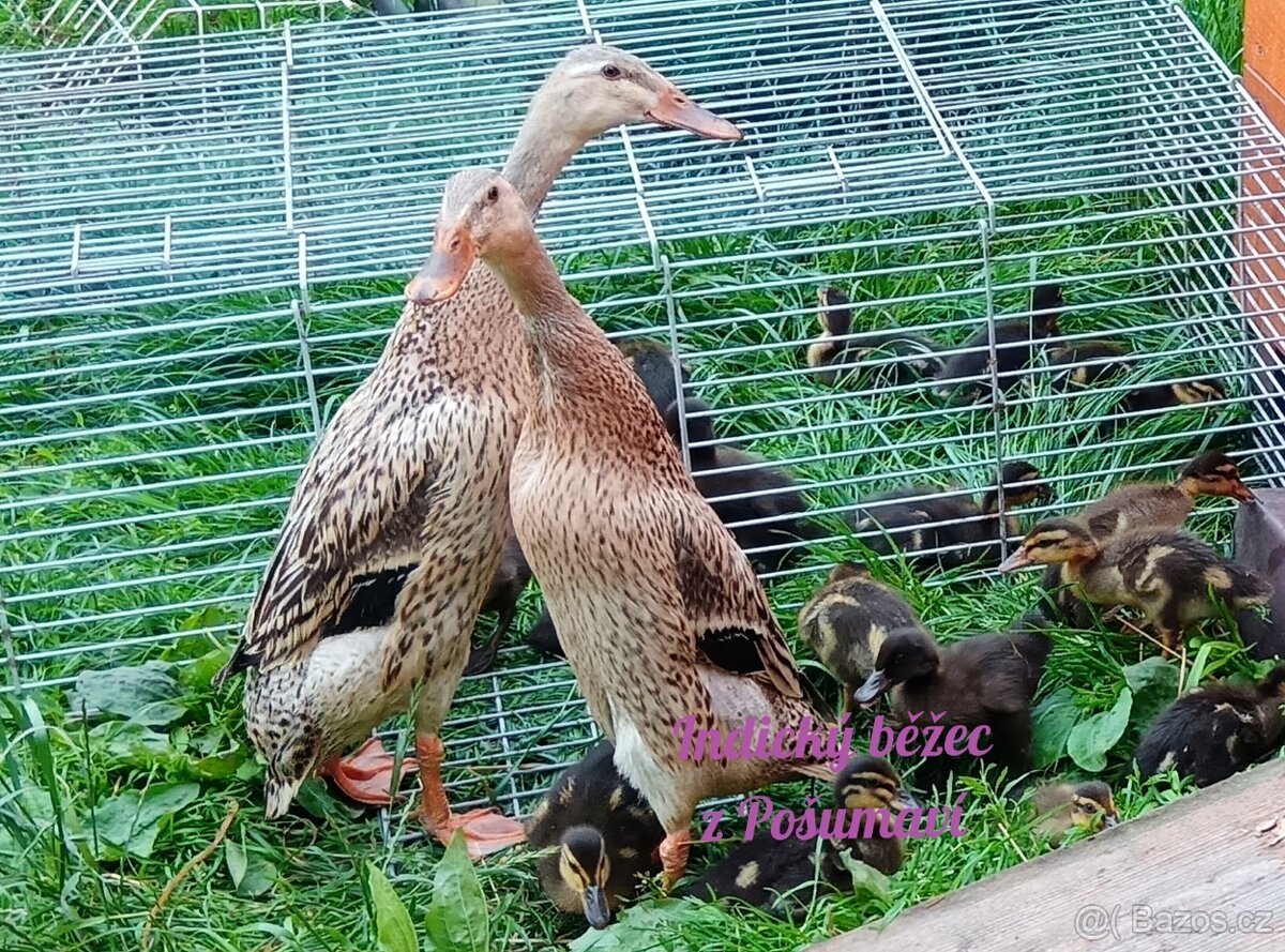 Indický běžec - kachňátka 🦆🦆🦆