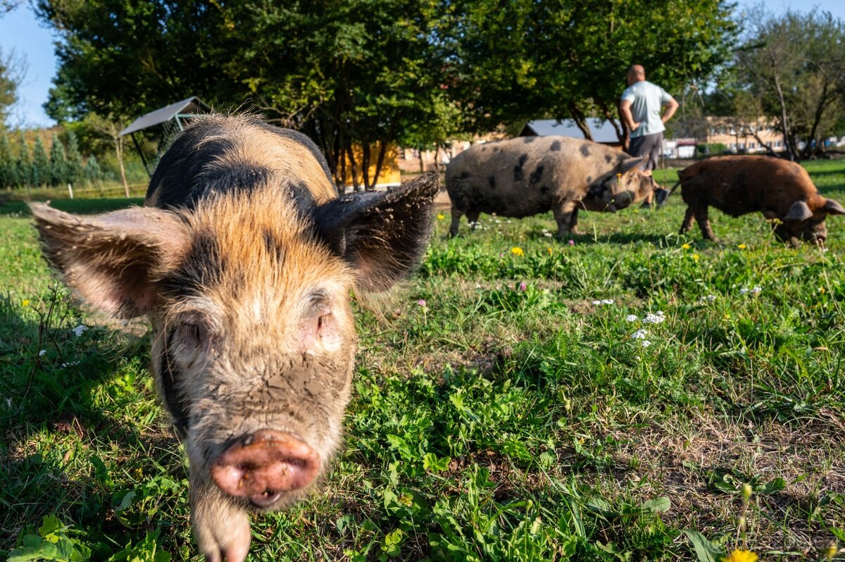 prasátka na grilovačku nebo do mrazáku kune kune