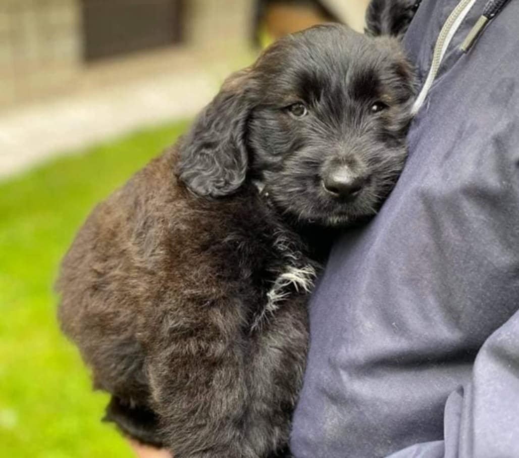 Labradorský retrívr x border kolie