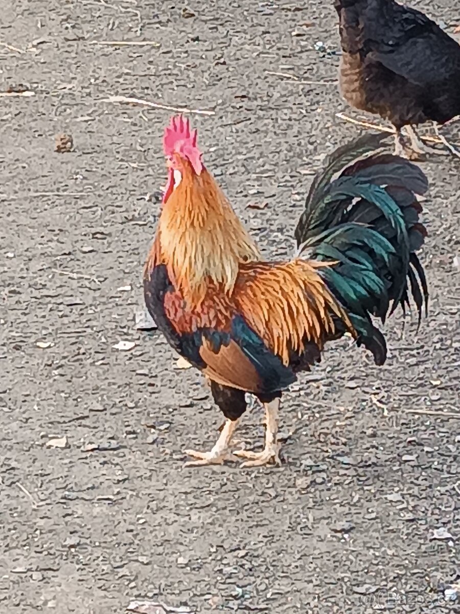 Kohout vlaška koroptví
