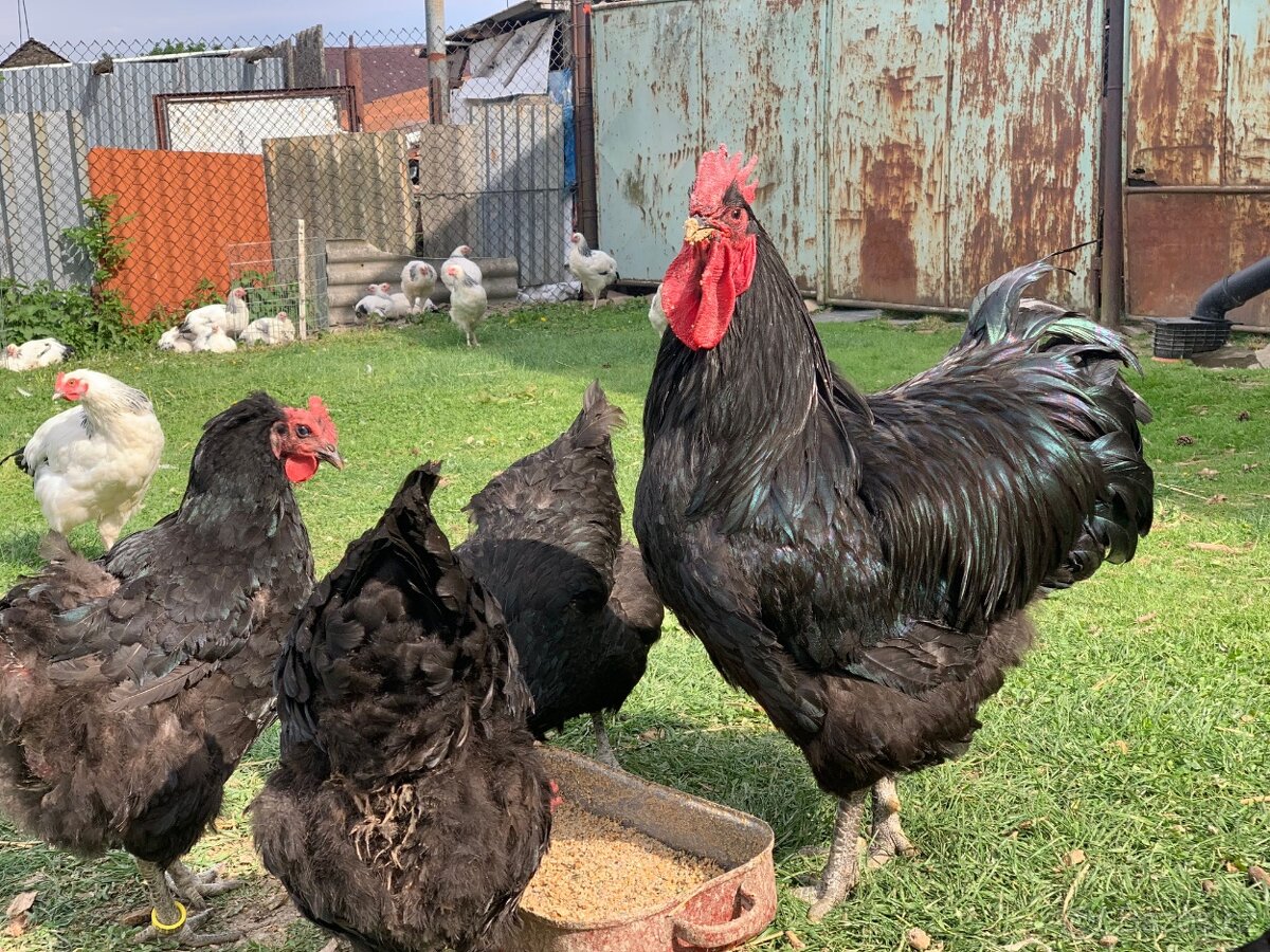 Žerzejský obr 🥚🐣 (násadová vejce i kuřátka)