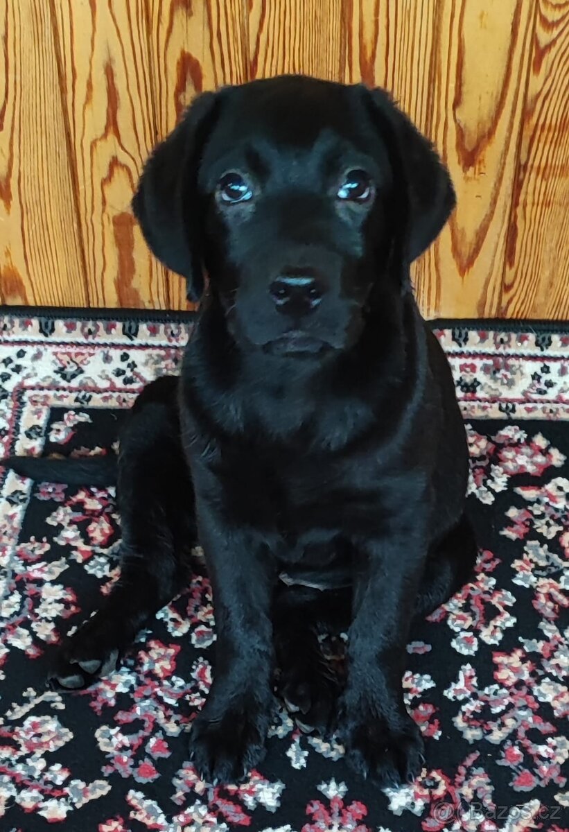 Labrador s PP,kvalitní černé štěňátko,kluk-SUPER CENA