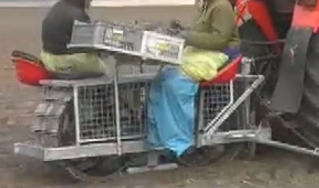 Prodám sazeč topolů