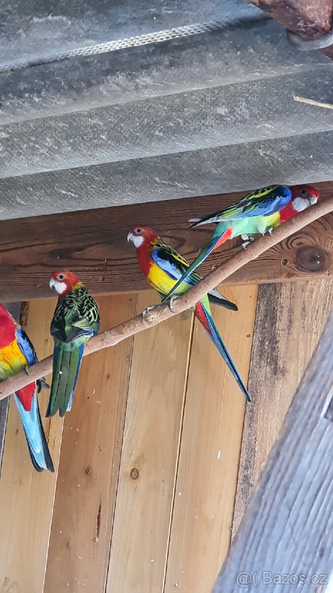 Rosela pestrá, chovné páry