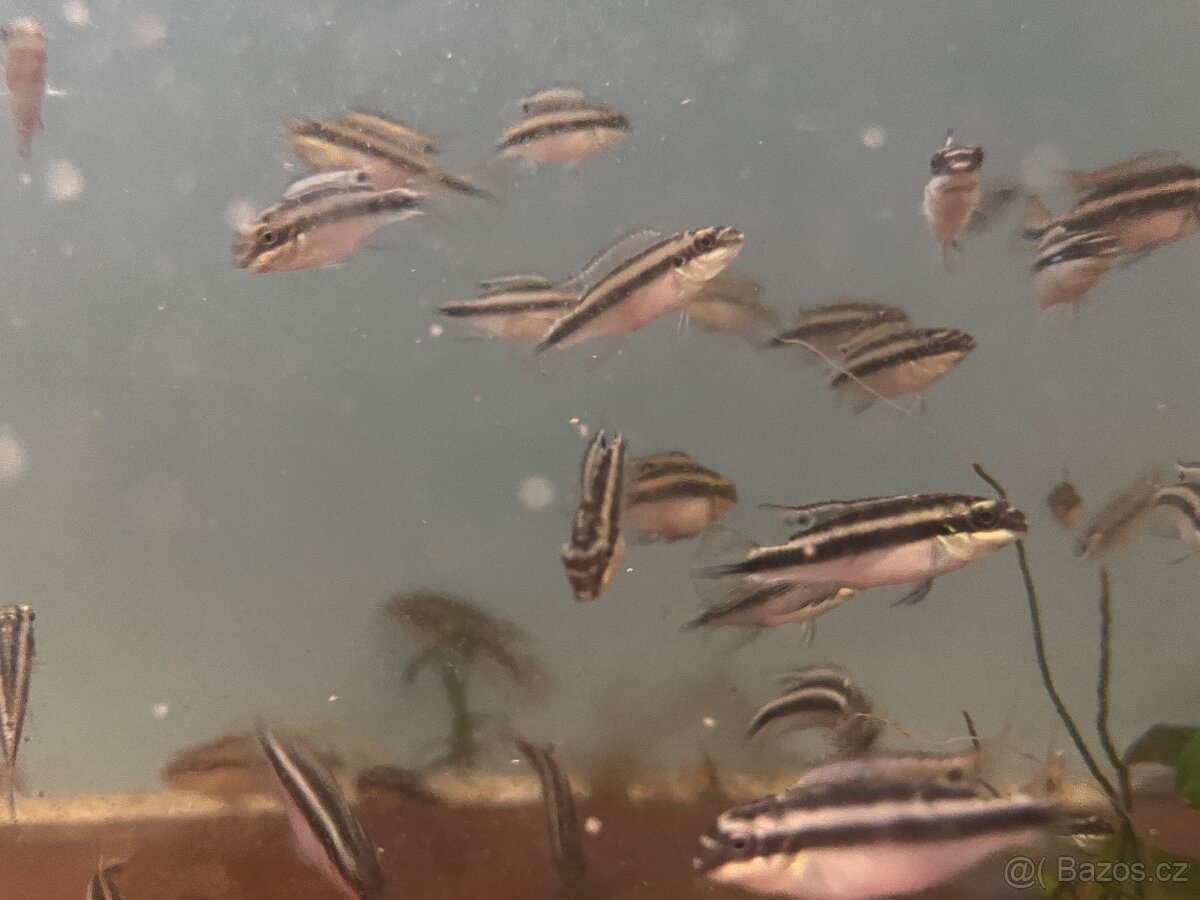 Pelvicachromis pulcher