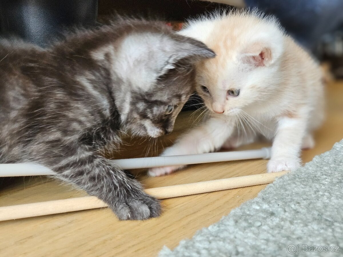 Kříženci Ragdoll
