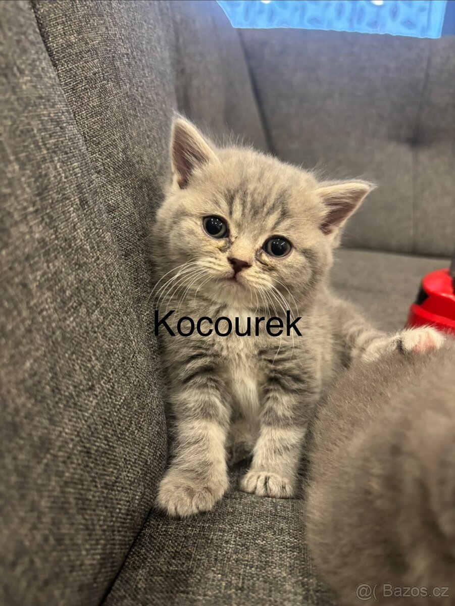 Britská koťátka bez PP