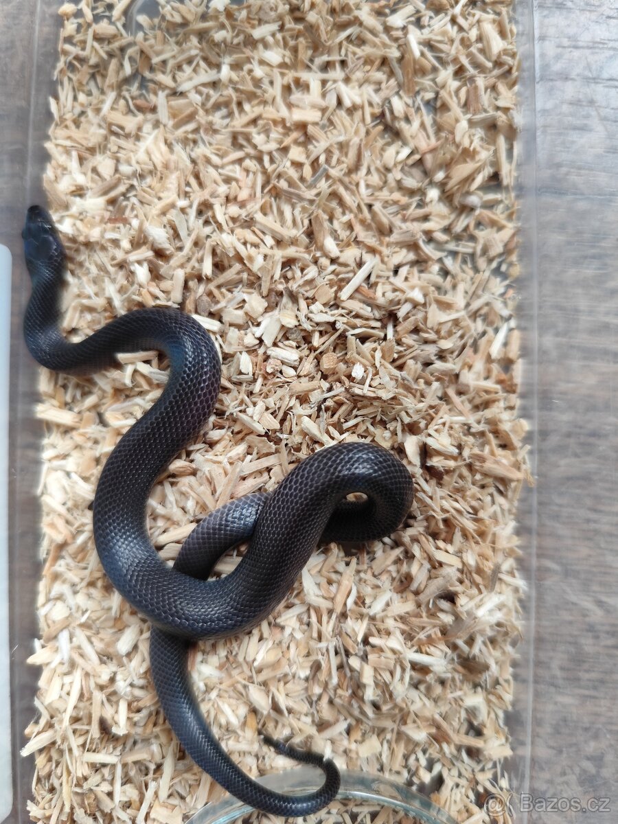 Užovka africká Black