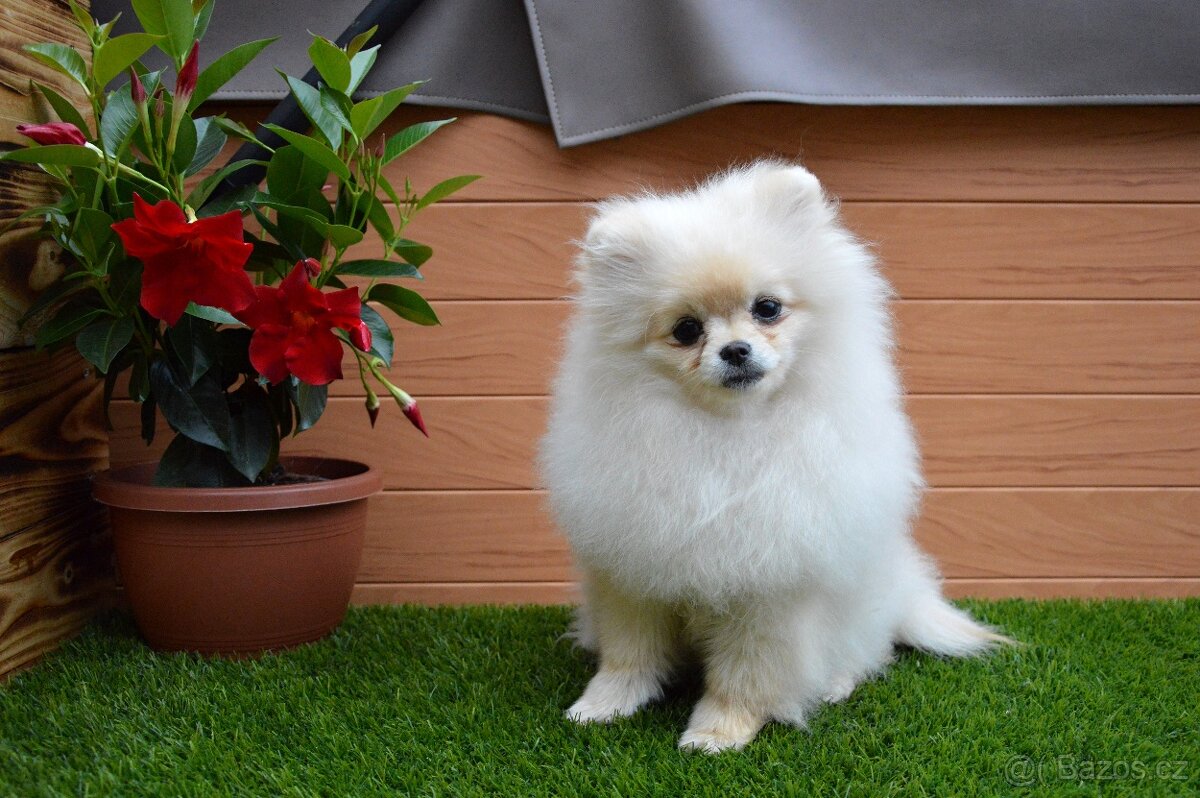 Pomeranian s PP