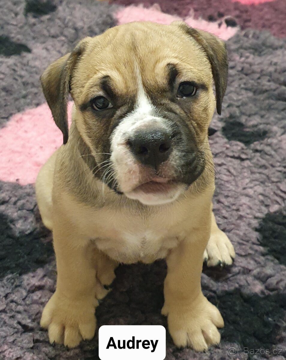 Kontinentální buldok s PP (continental bulldog)