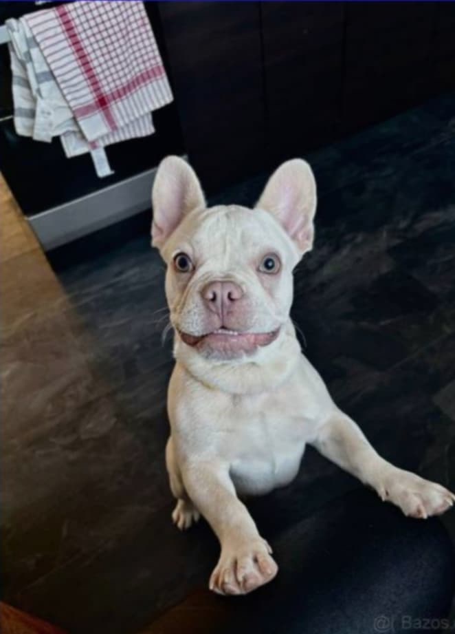 Prodám francouzského buldoka