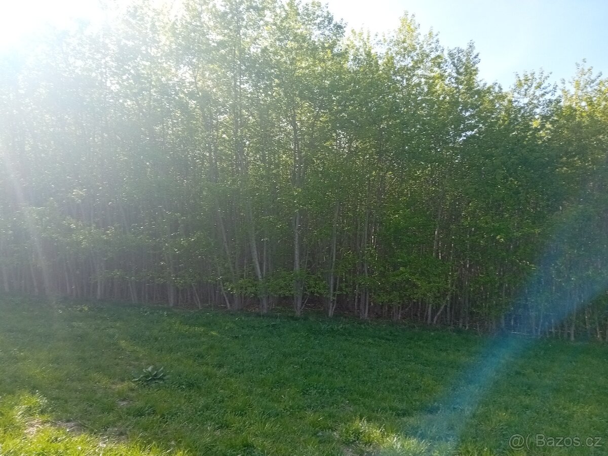 Japonský topol, palivové dřevo