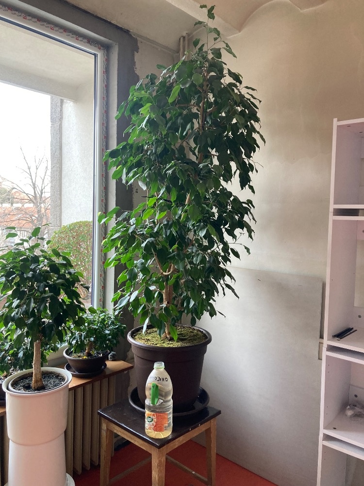 Prodám dvoumetrový Ficus