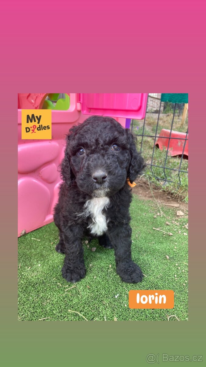 Labradoodle F1B