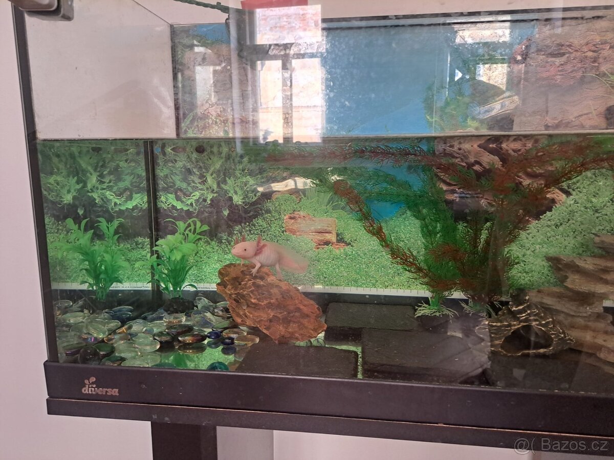 Hledám zodpovědný domov pro svého axolotla.