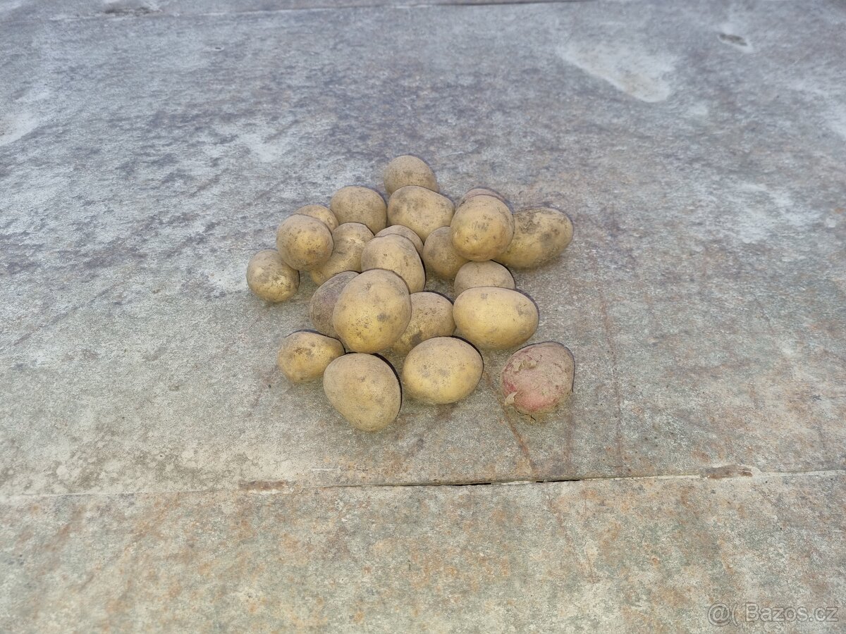 Brambory rané k přímé konzumaci