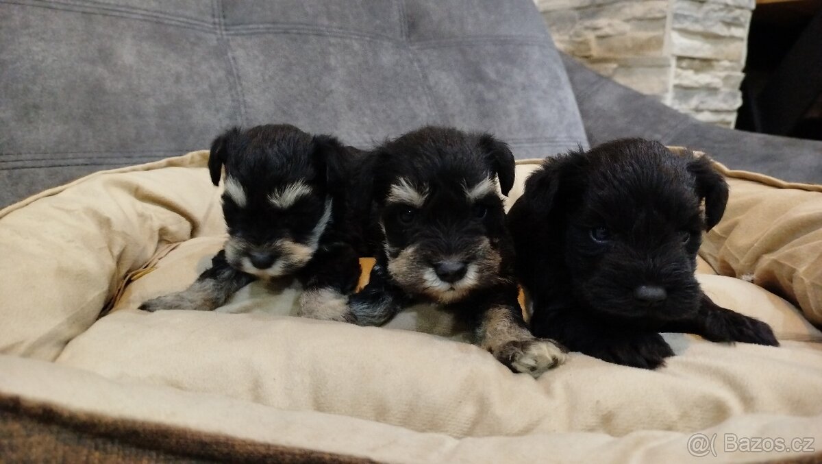 Knírač, bradáč malý