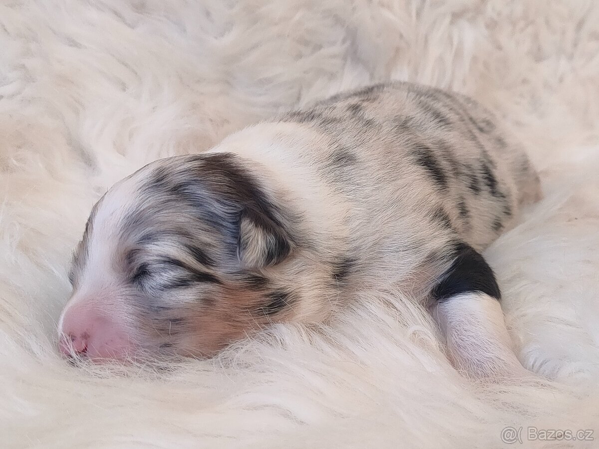 Australský ovčák s PP - štěňátka na prodej