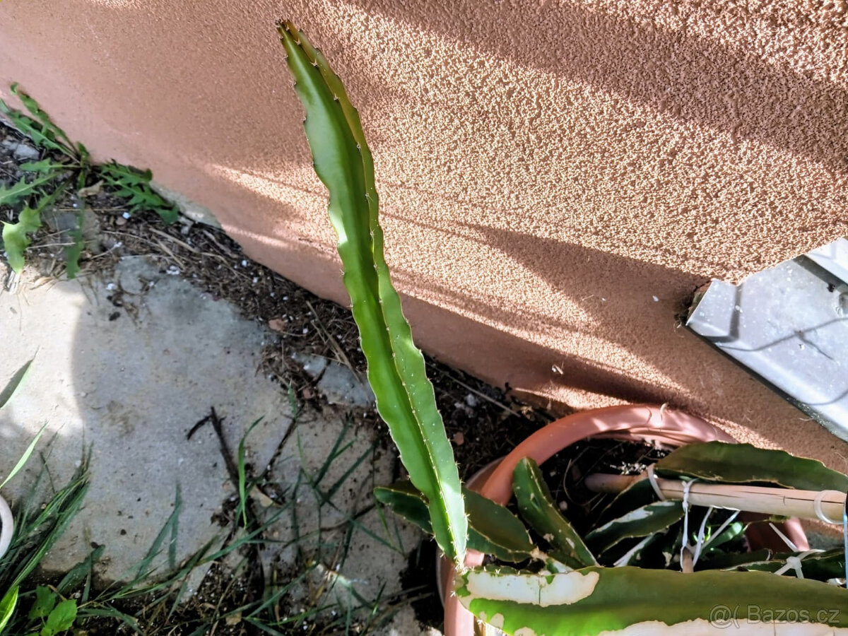 Pitahaya - Hylocereus Undatus - řízky na prodej