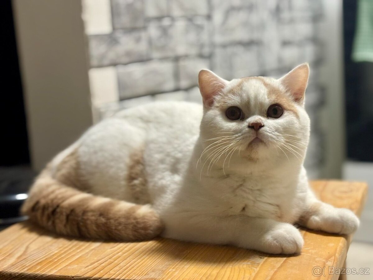 Britský kocourek s PP