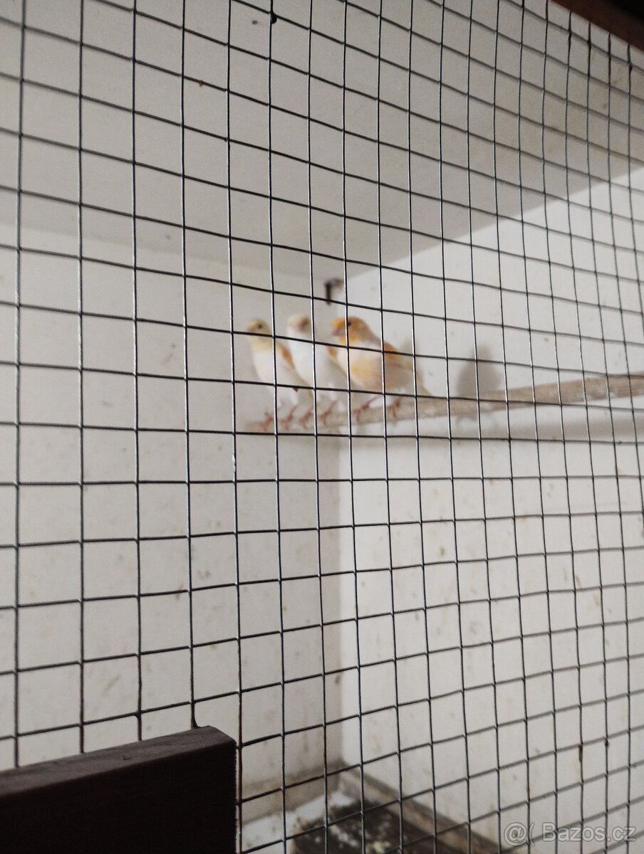 Kanár oranžová mozaika