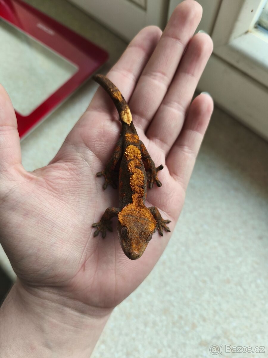 Pagekon řasnatý 0.1