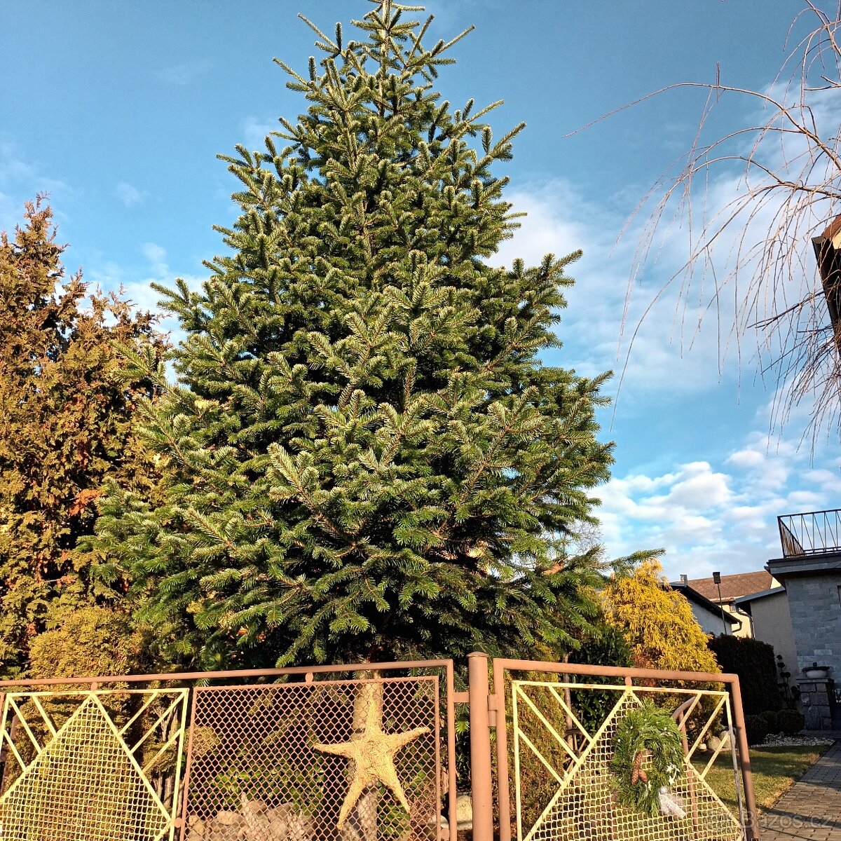 Vánoční stromek-jedle kavkazská