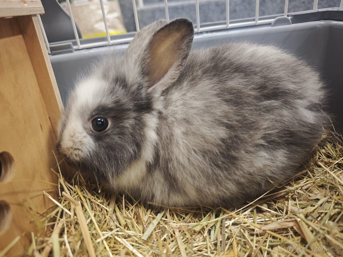 Zakrslý králíček