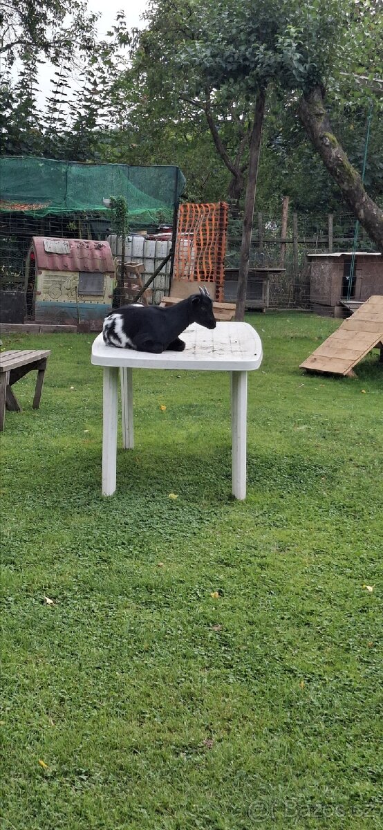 Holandská zakrslá koza