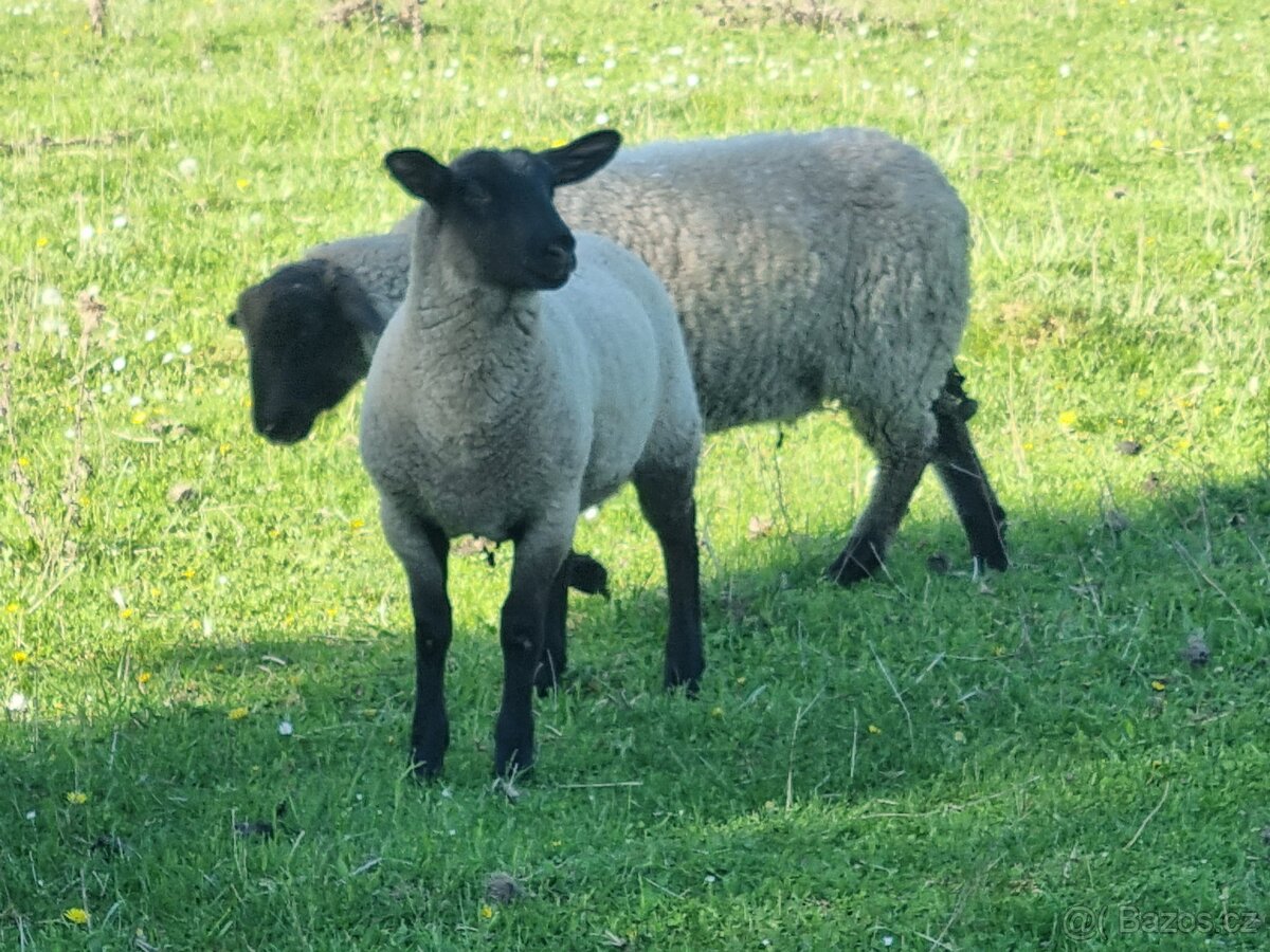 Jehňata Suffolk