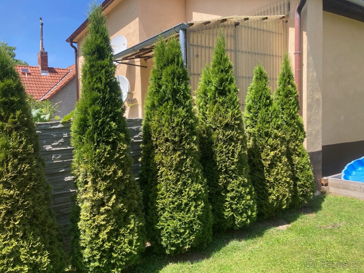 Thuje smaragd
