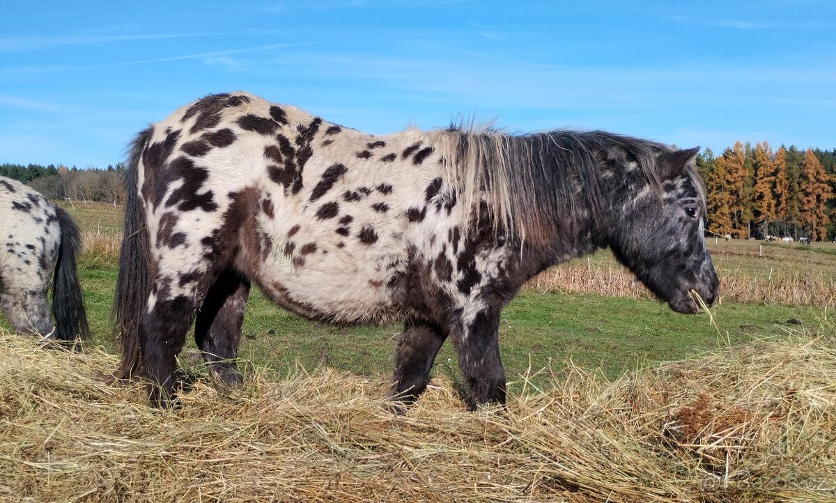 MiniHorse/ MiniAppaloosa