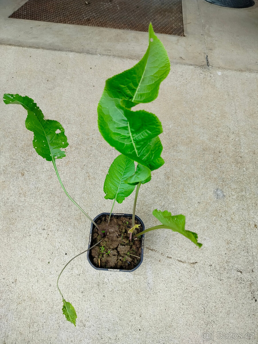 Prodám rostlinu Křen selský