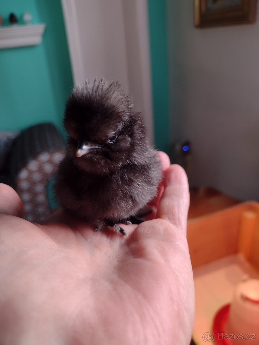 Hedvábnička zdrobnělá