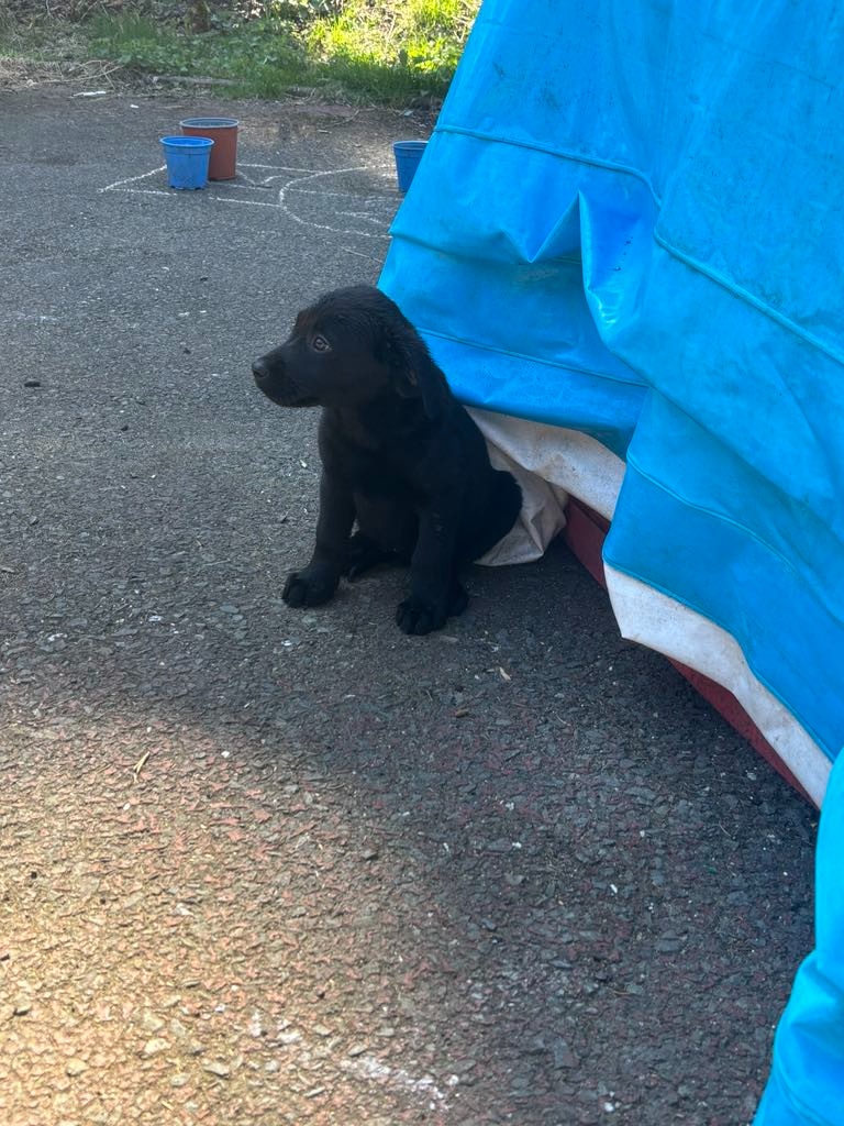 Štěně labradora  ,  labrador