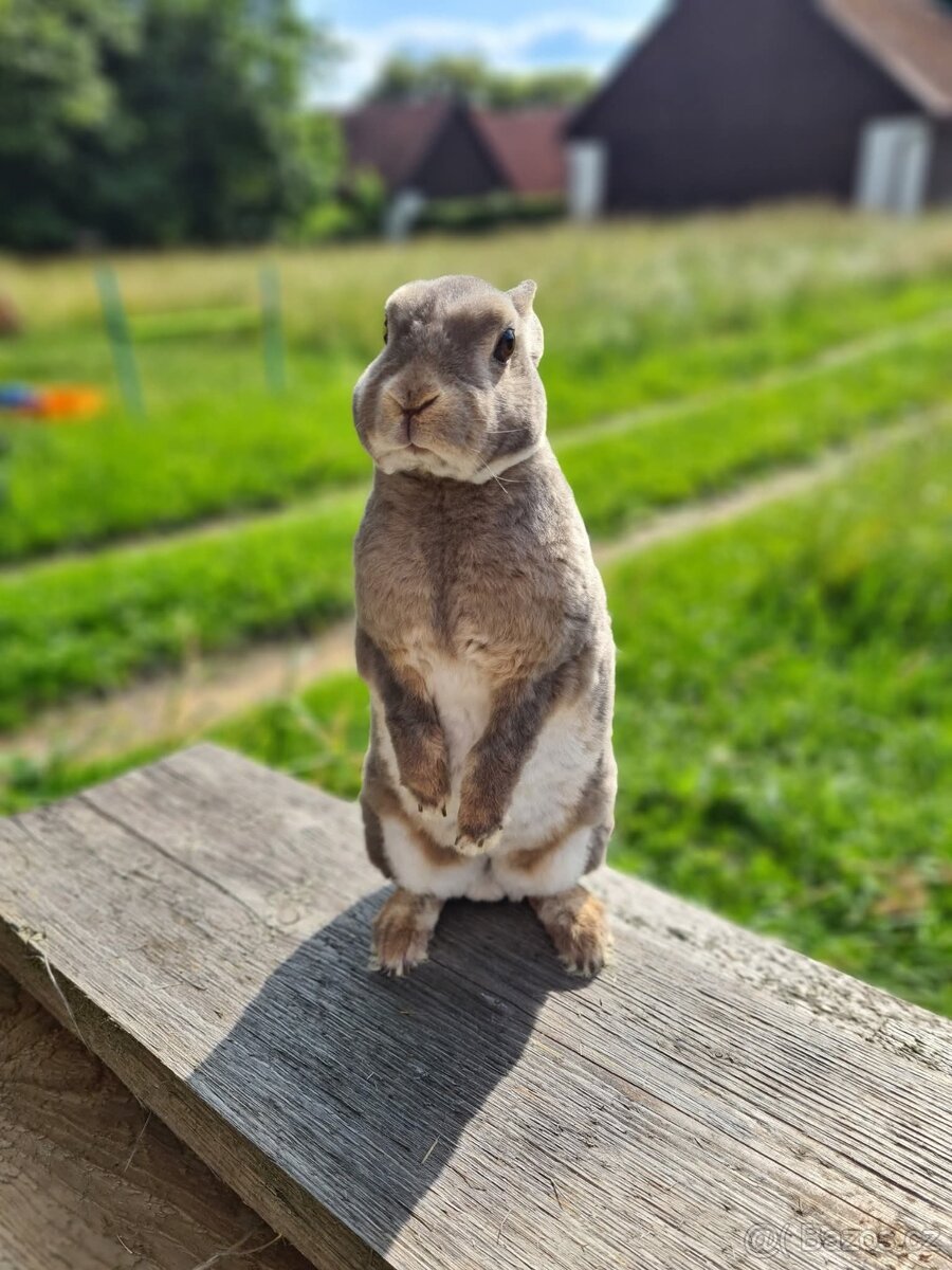 Zakrslý rex holčička