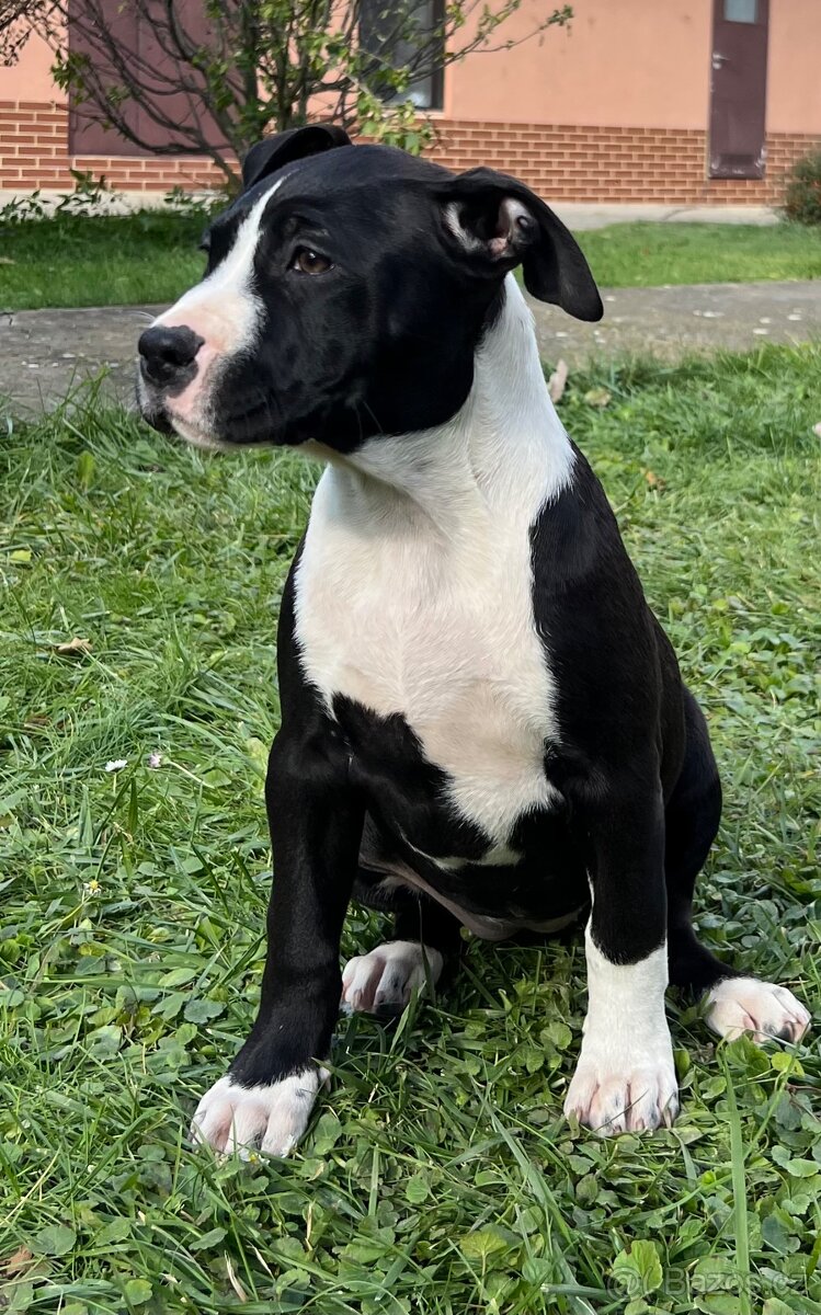 americký stafordšírský teriér