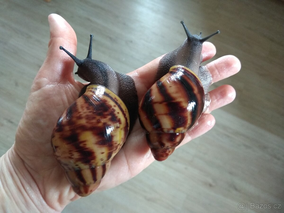 Africký šnek Archachatina Marginata Suturalis dark body
