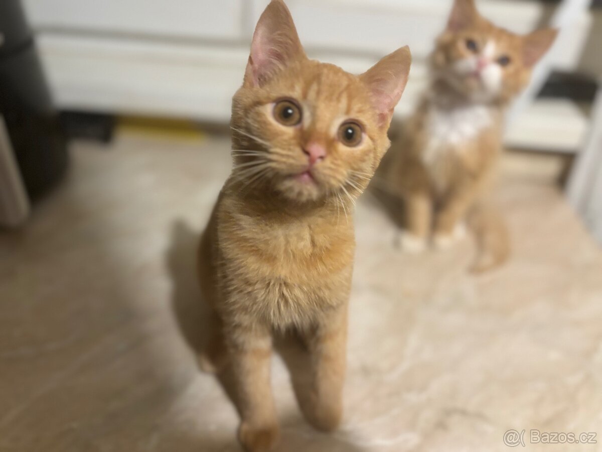 Daruji 3 měsíční koťata