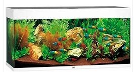 podám akvárium i s rybami