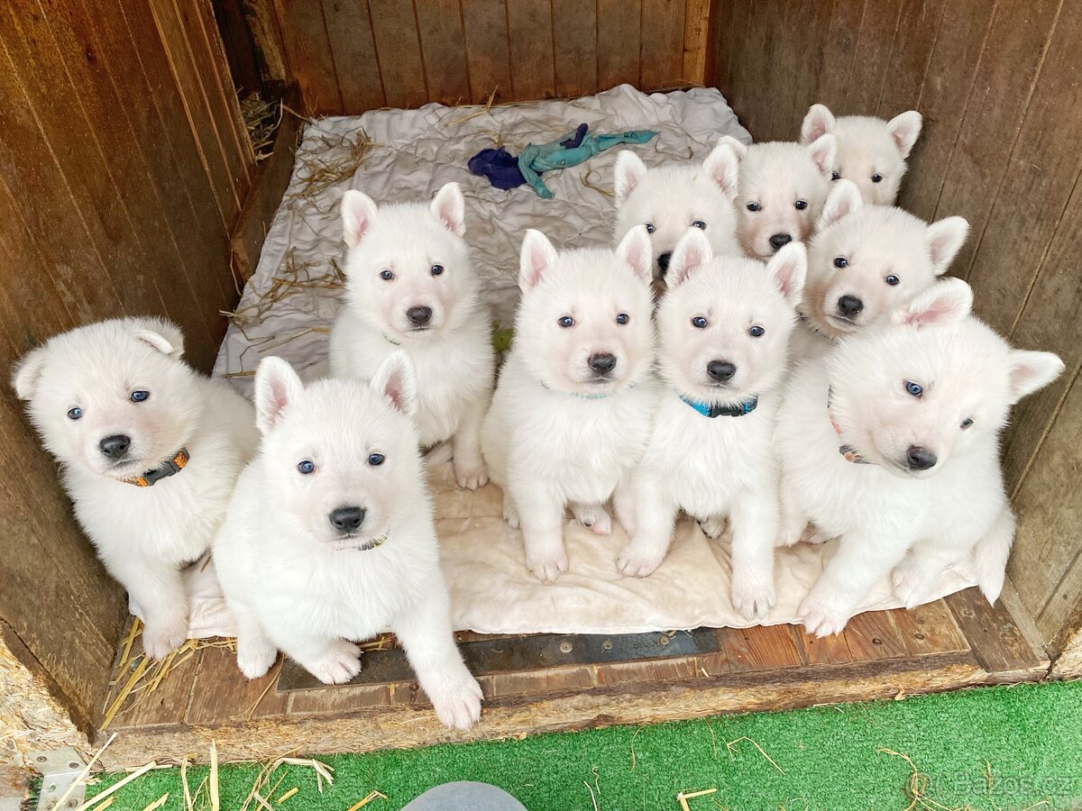 Bílý švýcarský ovčák s PP - štěně