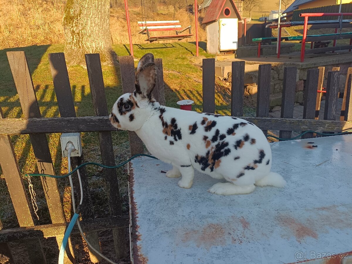 Rex dalmatinský strakáč černožlutý