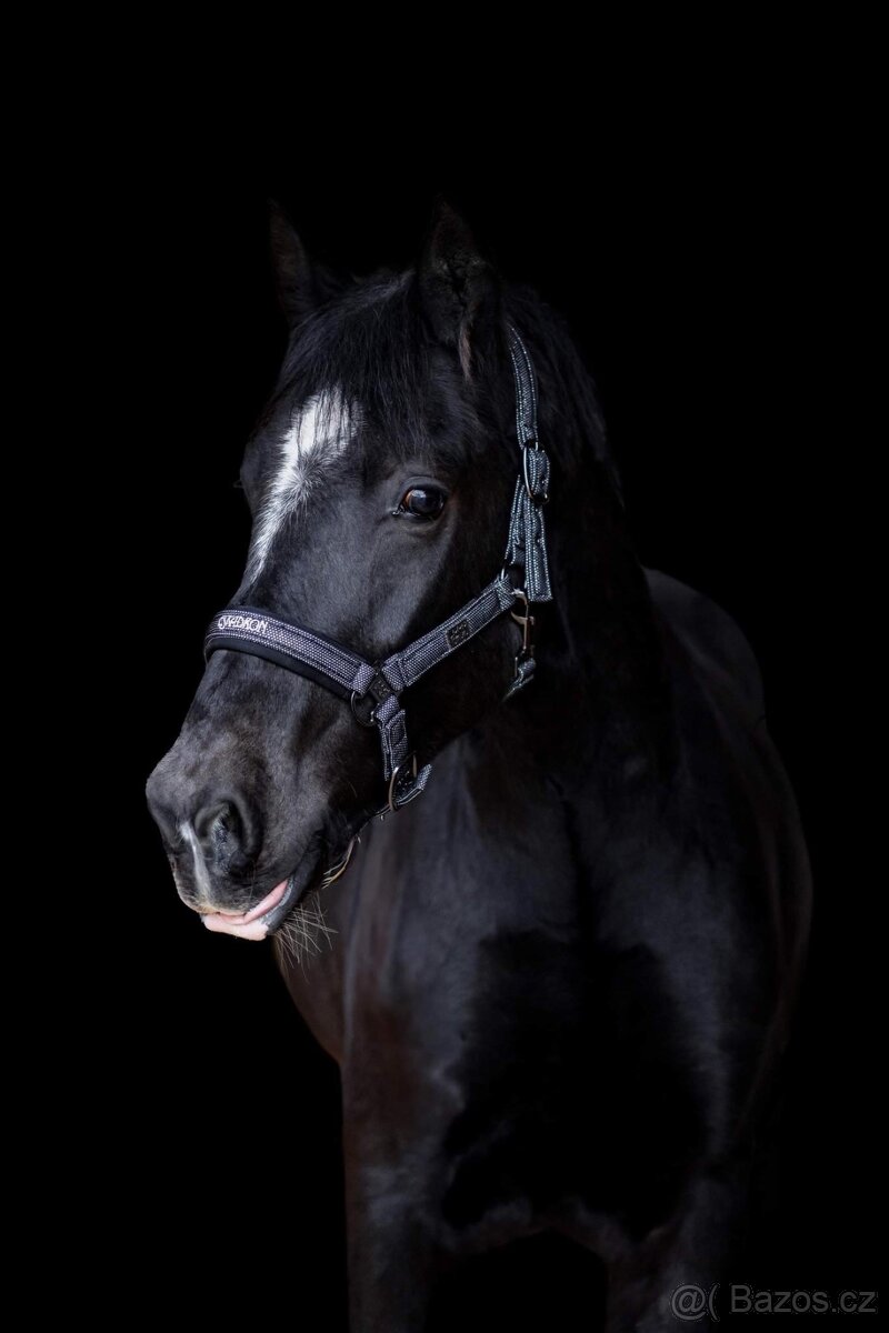 Welsh Cob D